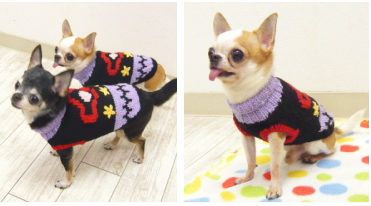 チワワ 小型犬 ニット セーター服 ドプセーター 送料無料